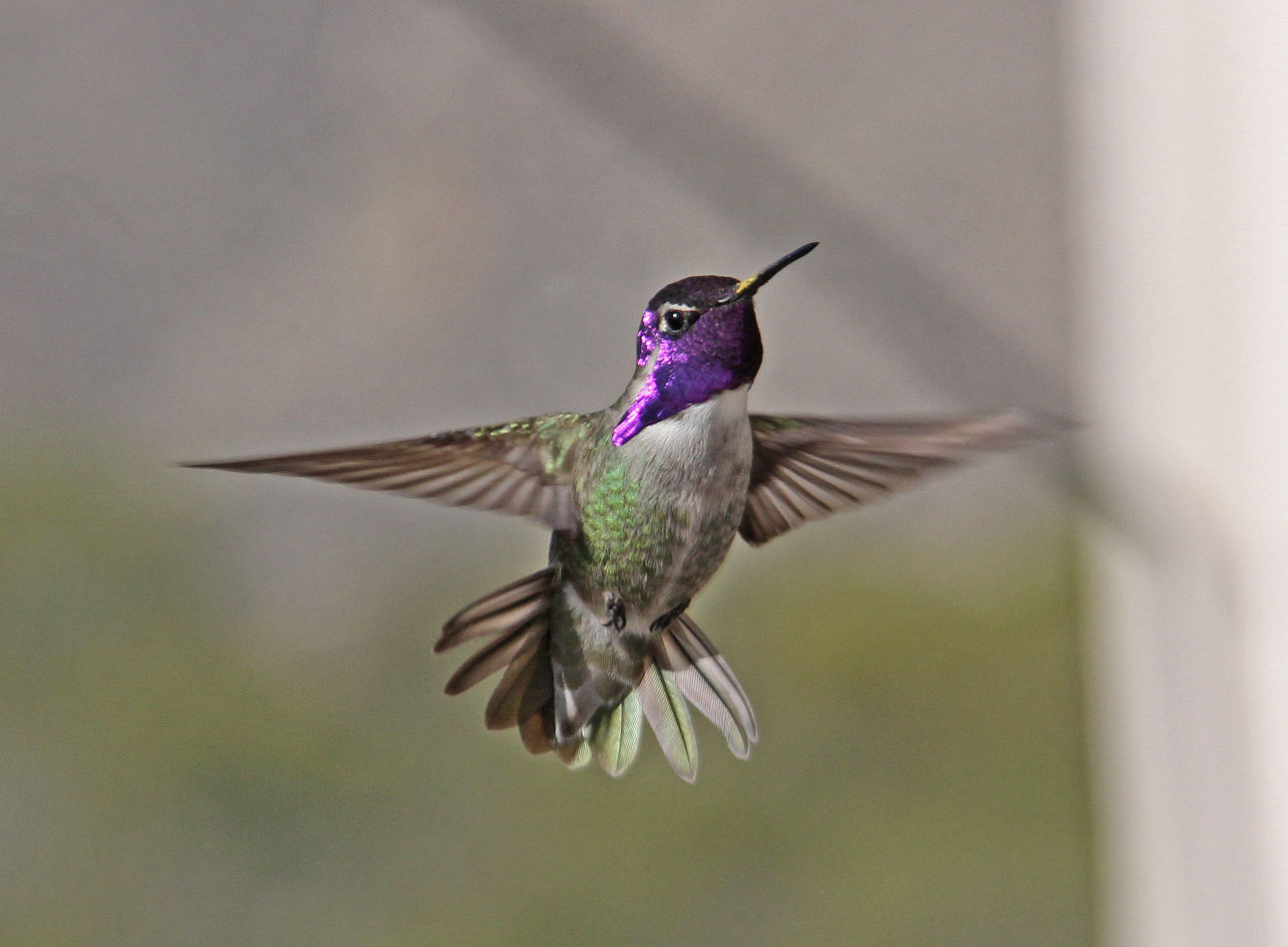 Hummingbirds from backyards and beyond